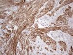 SPATA22 Antibody in Immunohistochemistry (Paraffin) (IHC (P))