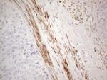 SPATA22 Antibody in Immunohistochemistry (Paraffin) (IHC (P))