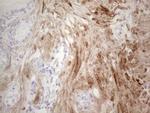 SPATA22 Antibody in Immunohistochemistry (Paraffin) (IHC (P))