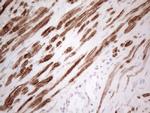 SPATA22 Antibody in Immunohistochemistry (Paraffin) (IHC (P))