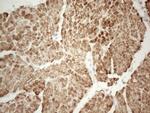 SPATA22 Antibody in Immunohistochemistry (Paraffin) (IHC (P))