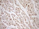 TCAP Antibody in Immunohistochemistry (Paraffin) (IHC (P))