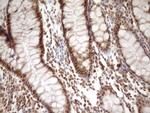 SYF2 Antibody in Immunohistochemistry (Paraffin) (IHC (P))