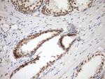 SYF2 Antibody in Immunohistochemistry (Paraffin) (IHC (P))