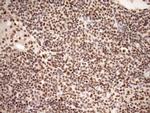 SYF2 Antibody in Immunohistochemistry (Paraffin) (IHC (P))