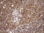 SYF2 Antibody in Immunohistochemistry (Paraffin) (IHC (P))