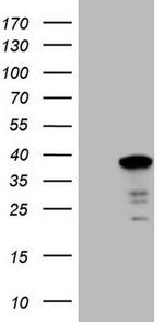 SYF2 Antibody in Western Blot (WB)