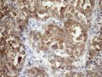 TRBP Antibody in Immunohistochemistry (Paraffin) (IHC (P))