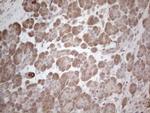 MARK4 Antibody in Immunohistochemistry (Paraffin) (IHC (P))