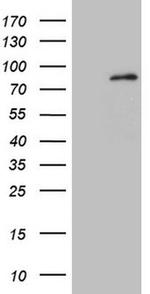 MARK4 Antibody in Western Blot (WB)