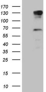 PARG Antibody in Western Blot (WB)