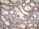 TDG Antibody in Immunohistochemistry (Paraffin) (IHC (P))