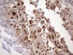 TDG Antibody in Immunohistochemistry (Paraffin) (IHC (P))