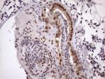 TDG Antibody in Immunohistochemistry (Paraffin) (IHC (P))