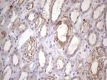 AMTN Antibody in Immunohistochemistry (Paraffin) (IHC (P))