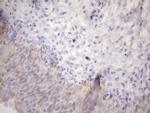 AMTN Antibody in Immunohistochemistry (Paraffin) (IHC (P))