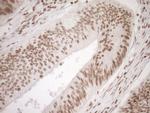 EXOSC1 Antibody in Immunohistochemistry (Paraffin) (IHC (P))