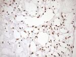 EXOSC1 Antibody in Immunohistochemistry (Paraffin) (IHC (P))