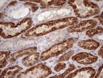 GLYAT Antibody in Immunohistochemistry (Paraffin) (IHC (P))