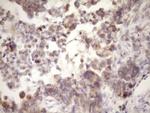 MCEE Antibody in Immunohistochemistry (Paraffin) (IHC (P))