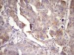 MCEE Antibody in Immunohistochemistry (Paraffin) (IHC (P))