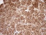 EPLIN Antibody in Immunohistochemistry (Paraffin) (IHC (P))