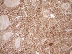 EPLIN Antibody in Immunohistochemistry (Paraffin) (IHC (P))