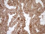 EPLIN Antibody in Immunohistochemistry (Paraffin) (IHC (P))