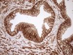 EPLIN Antibody in Immunohistochemistry (Paraffin) (IHC (P))