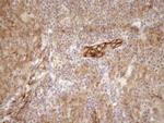 EPLIN Antibody in Immunohistochemistry (Paraffin) (IHC (P))