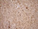 EPLIN Antibody in Immunohistochemistry (Paraffin) (IHC (P))