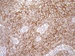 EPLIN Antibody in Immunohistochemistry (Paraffin) (IHC (P))