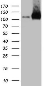 EPLIN Antibody in Western Blot (WB)