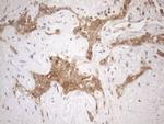 CHMP5 Antibody in Immunohistochemistry (Paraffin) (IHC (P))