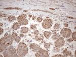 CHMP5 Antibody in Immunohistochemistry (Paraffin) (IHC (P))