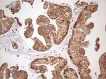 CHMP5 Antibody in Immunohistochemistry (Paraffin) (IHC (P))