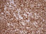 EPLIN Antibody in Immunohistochemistry (Paraffin) (IHC (P))