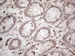 MCEE Antibody in Immunohistochemistry (Paraffin) (IHC (P))