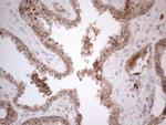 MCEE Antibody in Immunohistochemistry (Paraffin) (IHC (P))