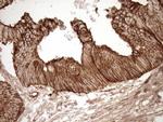 EPLIN Antibody in Immunohistochemistry (Paraffin) (IHC (P))