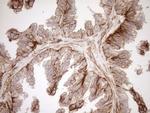 EPLIN Antibody in Immunohistochemistry (Paraffin) (IHC (P))