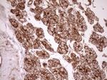 EPLIN Antibody in Immunohistochemistry (Paraffin) (IHC (P))