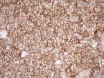 EPLIN Antibody in Immunohistochemistry (Paraffin) (IHC (P))