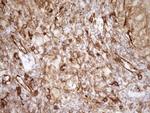 EPLIN Antibody in Immunohistochemistry (Paraffin) (IHC (P))