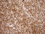 EPLIN Antibody in Immunohistochemistry (Paraffin) (IHC (P))