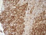 EPLIN Antibody in Immunohistochemistry (Paraffin) (IHC (P))