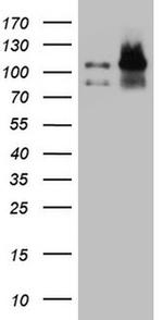 EPLIN Antibody in Western Blot (WB)