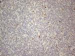 CNOT2 Antibody in Immunohistochemistry (Paraffin) (IHC (P))