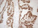 NAPSA Antibody in Immunohistochemistry (Paraffin) (IHC (P))