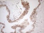 NAPSA Antibody in Immunohistochemistry (Paraffin) (IHC (P))